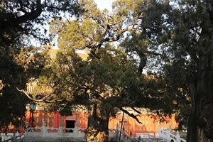 The  Cypress, Beijing Confucian Temple