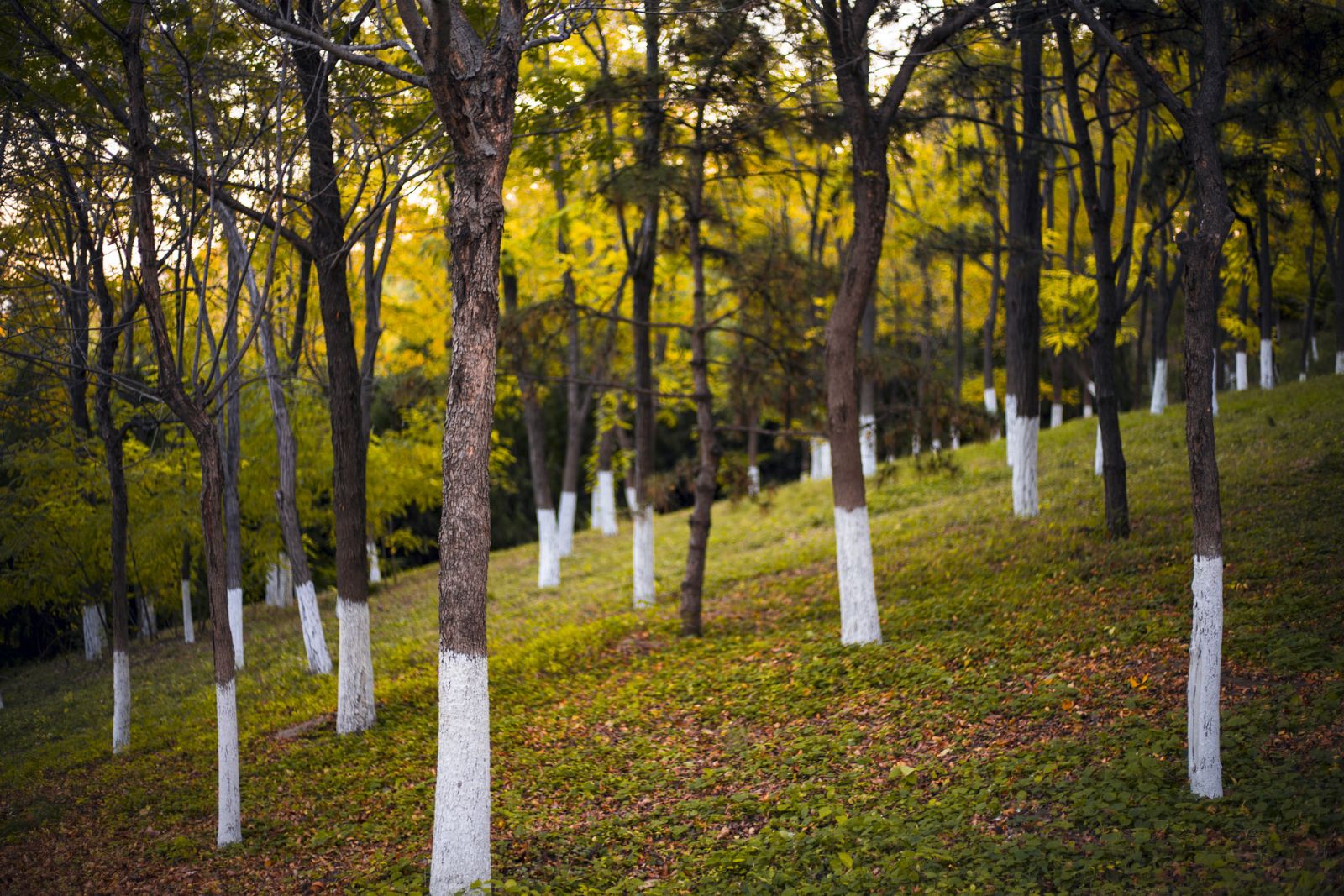 Autumn Woods,Beijing Olympic Forest Park