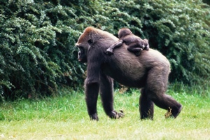 The Gorilla and Its Child, Beijing Zoo