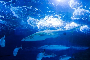 The Swimming Sharks, Beijing Zoo