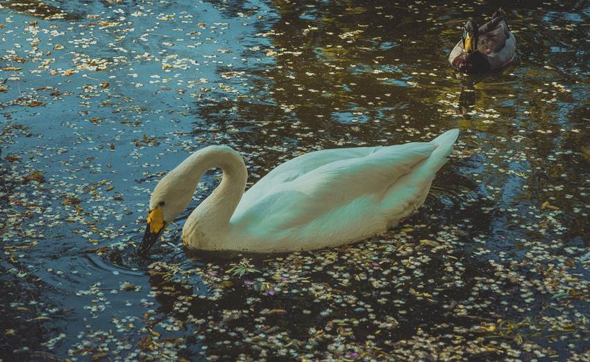 White Swan， Beijing Zoo