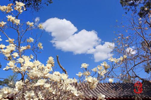 Magnolia in the Siyi Hall,Dajue Temple