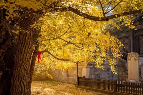 Thousand-year Ginkgo,Dajue Temple