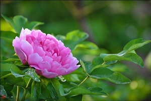 The Peony Garden， Jingshan Park