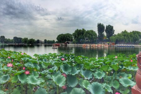 Lotus scenery near the Lotus Market, Lotus Market, Lotus Market