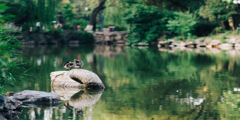 Roll-tailed Stone Fish，Peking University