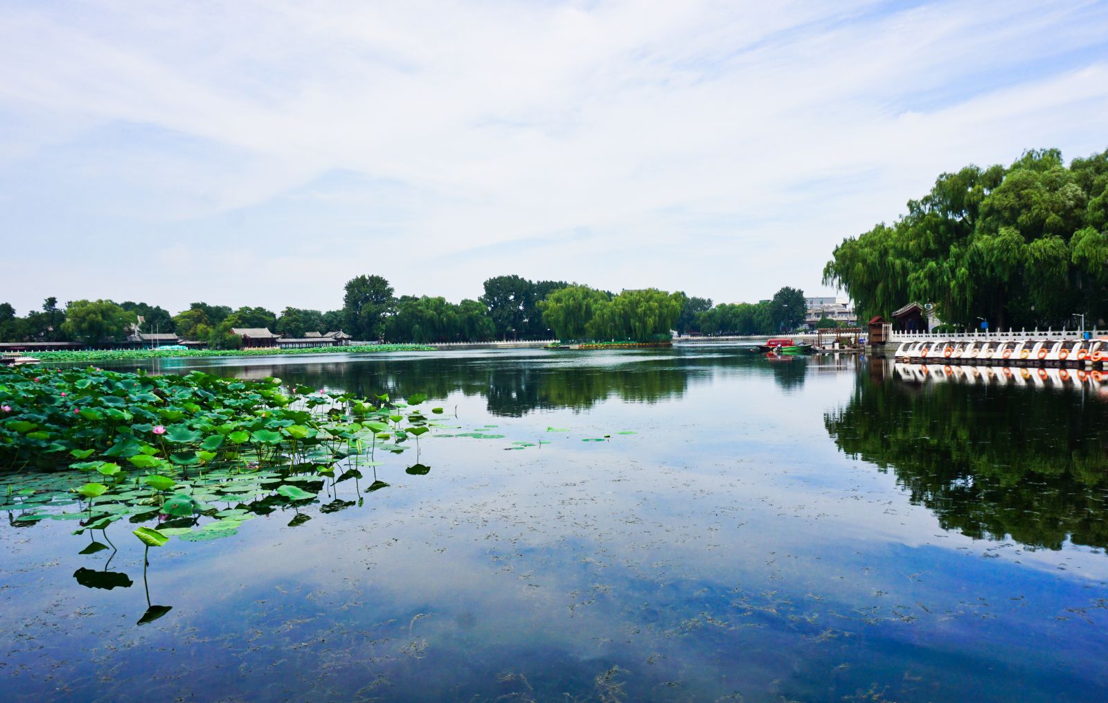 Lotus Flowers Bloom on the Surface of the Lake，Shichahai