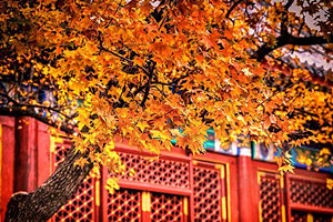 Red Leaves Scenery, the Fragrant Hills Park