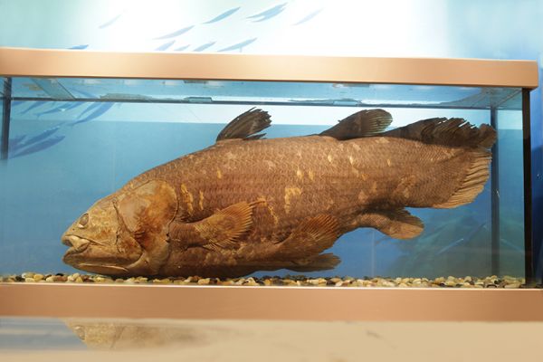 Latimeria Specimen，Paleozoological Museum of China