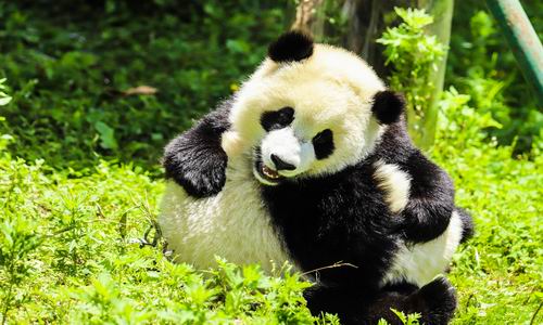 Giant Panda