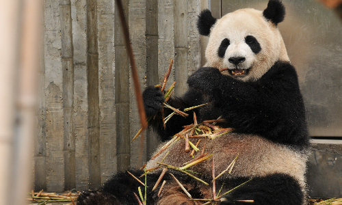 Chengdu Research Base of Giant Panda Breeding