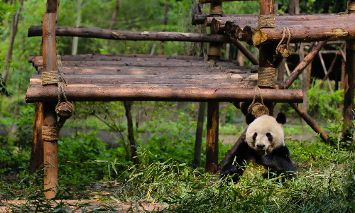 Dujiangyan Panda Base