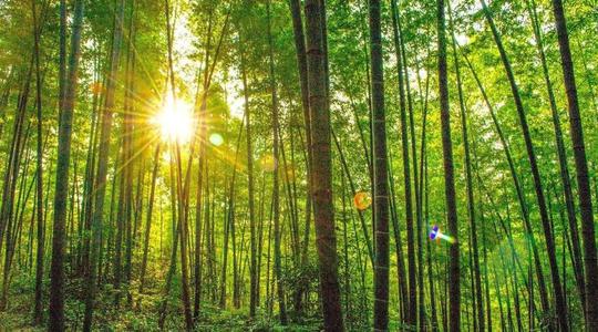 Panda Forest, Xiling Snow Mountain