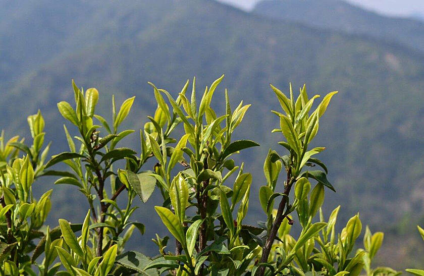 A Yellow-bud Tea from Anhui ,Yellow Tea