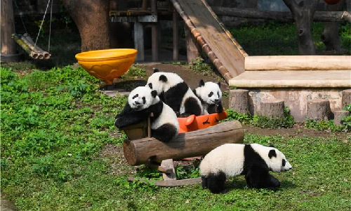 Chongqing Zoo