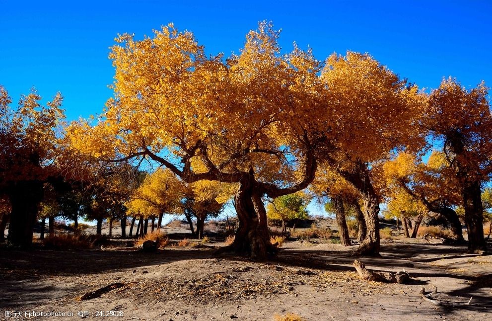  Populus Diversifolia，Yangguan Pass