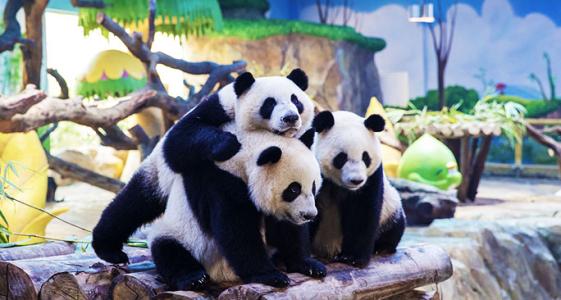 Cute Pandas，Chimelong Safari Park