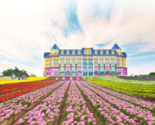 Colorful Flower Fields, Sunflower Garden