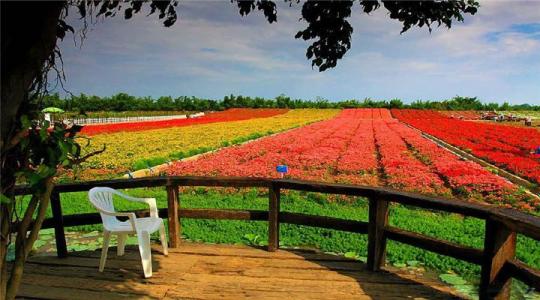 Squirrel Valley, Sunflower Garden