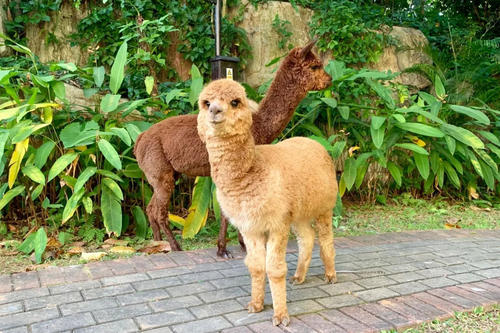 Cute Grass Mud Horses，Yanoda Rainforest