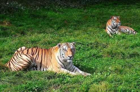 Adult Tigers,The Siberian Tiger Park