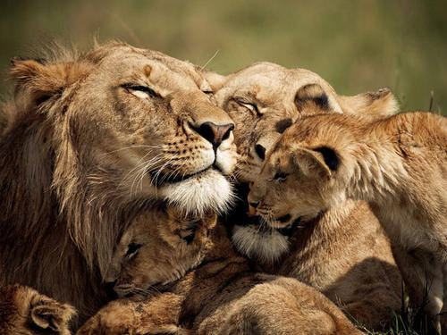 Lions，The Siberian Tiger Park