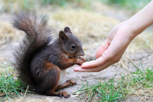 Squirrel in Squirrel Island,Sun Island