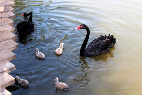 Swan Lake，Sun Island