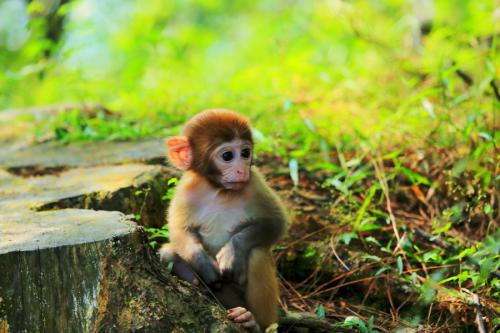 Baby Monkey, Mountain of Flowers and Fruits