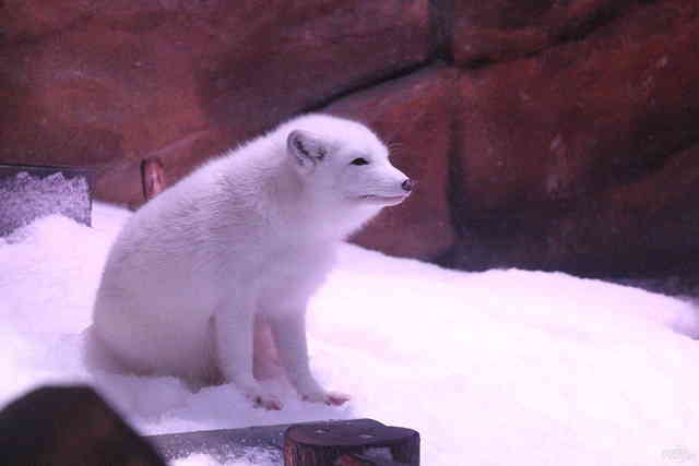 Arctic Fox Den,Hong Kong Ocean Park