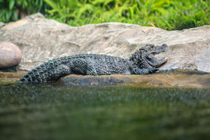 Gator Marsh,Hong Kong Ocean Park