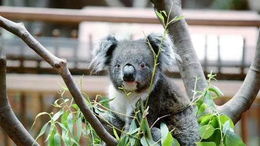 Koala Pavilion,Hong Kong Ocean Park