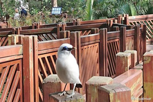 The Aviary,Hong Kong Park