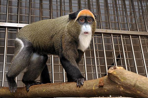 Cercopithecus Neglectus，Hong Kong Zoological and Botanical Gardens