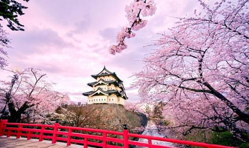 Cherry Blossoms，Wuhan University