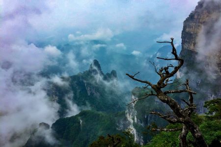 Sea of Clouds,Tianzi Mountain