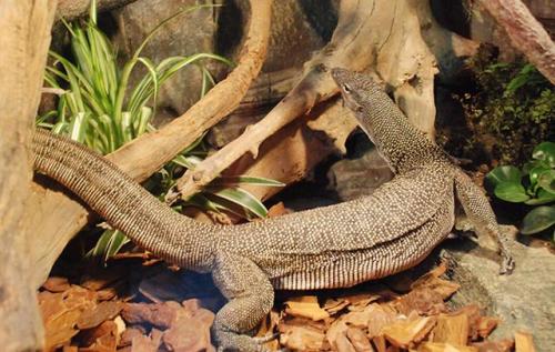 Tropical Rainforest Reptile Pavilion，Dalian Forest Zoo