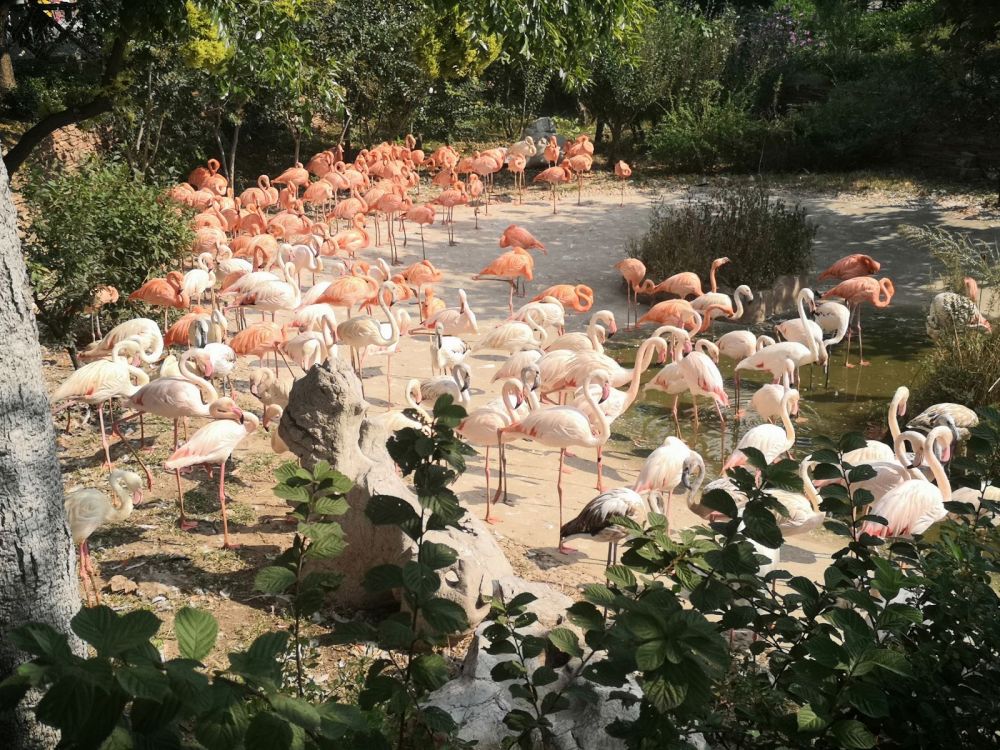 Rare Red-crowned Cranes，Dalian Forest Zoo