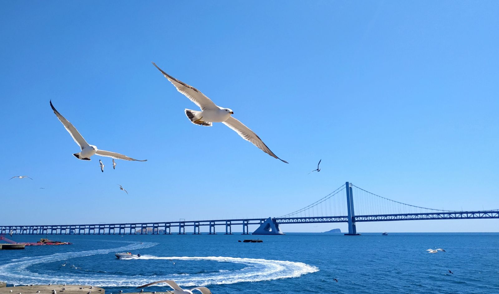 Seagulls,Xinghai Square