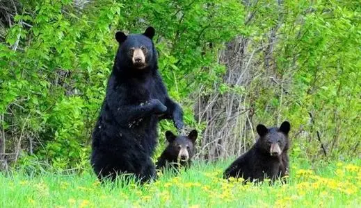 Black Bears,Taiping National Forest Park