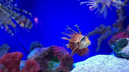 Cold Water Zone，Shanghai Ocean Aquarium