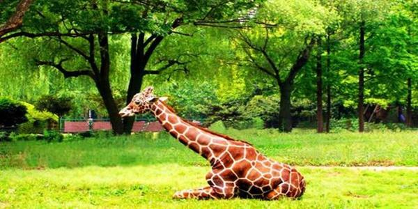 The Lawn, Shanghai Zoo