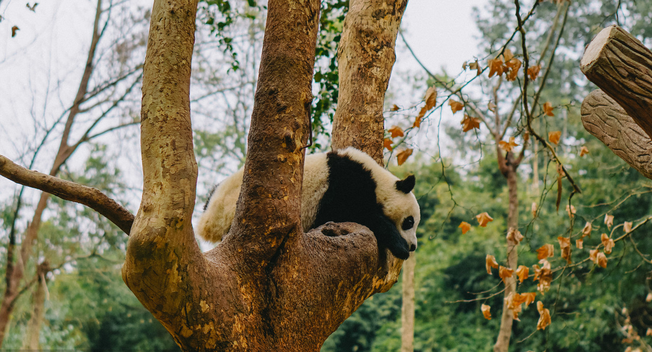 Chengdu Zoo, Chengdu Zoo