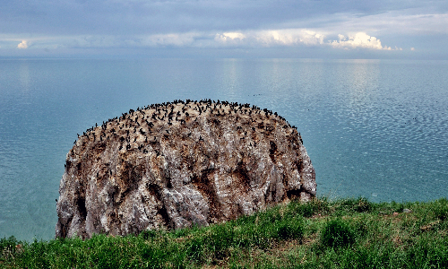 Bird Island