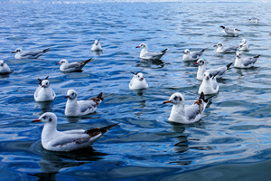 Bird Island,Qinghai Lake