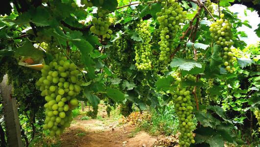 Grapes in the Garden,Turpan Eremophyte Botanical Garden