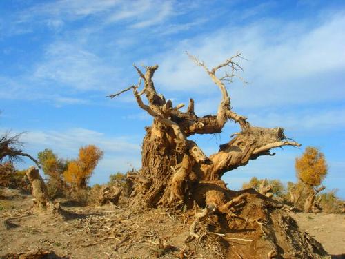 Haloxylon Bunge Plant Desert Landscape Area，Turpan Eremophyte Botanical Garden