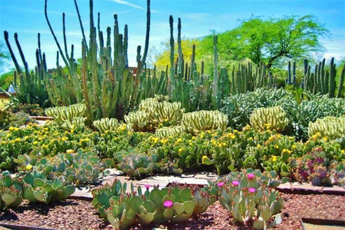  Limonium Special Garden，Turpan Eremophyte Botanical Garden