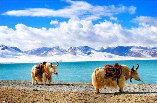 Yaks of Namtso Lake,Namtso Lake