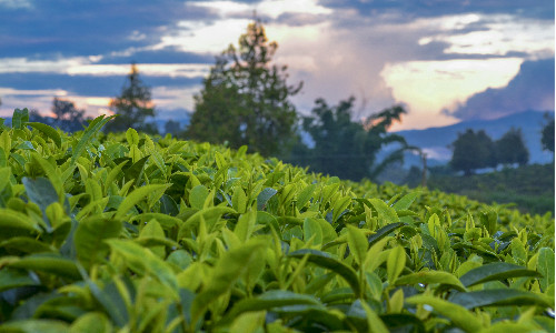 China-Puer-Tea-Exhibition-Garden